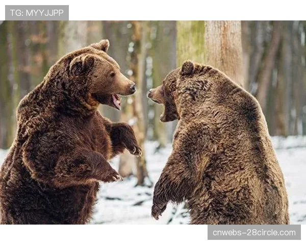 棕熊与闪电东部榜首之争前瞻,防守组对决成关键 棕熊与闪电东部榜首之争前瞻,防守组对决成关键